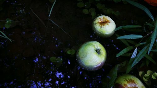 High angle view of fruits in water
