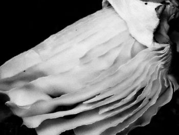 Close-up of young woman