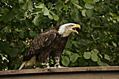 Bird perching on a tree