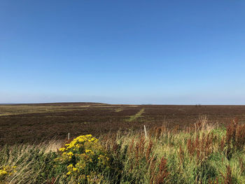 Scenic view of field against clear blue sky