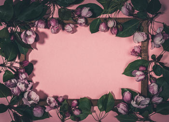 Close-up of rose plant against wall