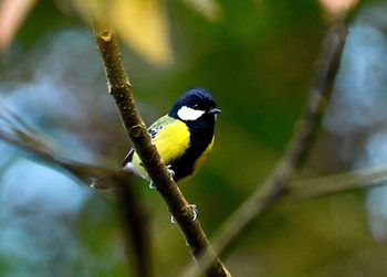 Close-up of bird perching on branch