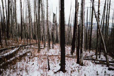 Trees in forest during winter