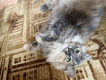 High angle view of cat relaxing at home