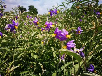 Close-up of purple flowering plants