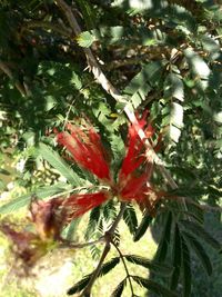 Close-up of pine tree