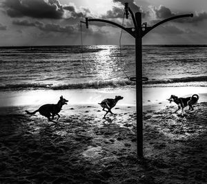 Dog on beach against sky