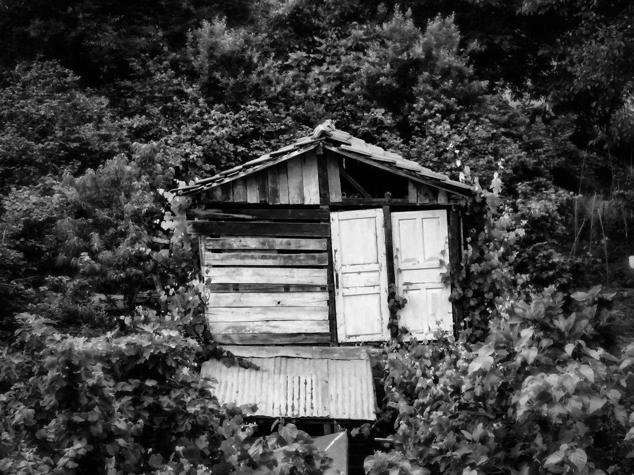 built structure, architecture, building exterior, tree, house, wood - material, door, roof, residential structure, window, plant, wooden, growth, closed, entrance, wood, day, outdoors, nature, no people