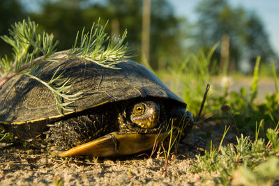 Big european pond turtle in the grass - closeup