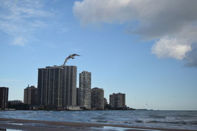 Seagull flying over sea