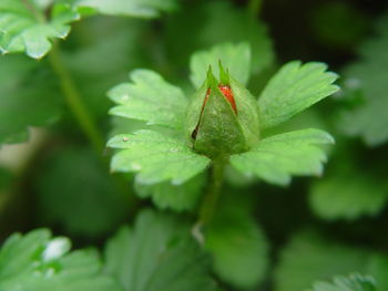 Close-up of insect on leaf