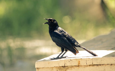 Side view of crow perching on retaining wall