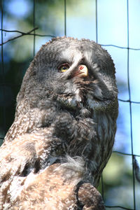 Close-up portrait of owl in zoo