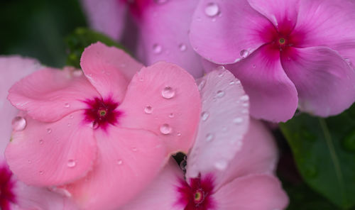 Close-up of raindrops on pink flower
