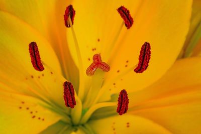 Close-up of yellow day lily blooming outdoors