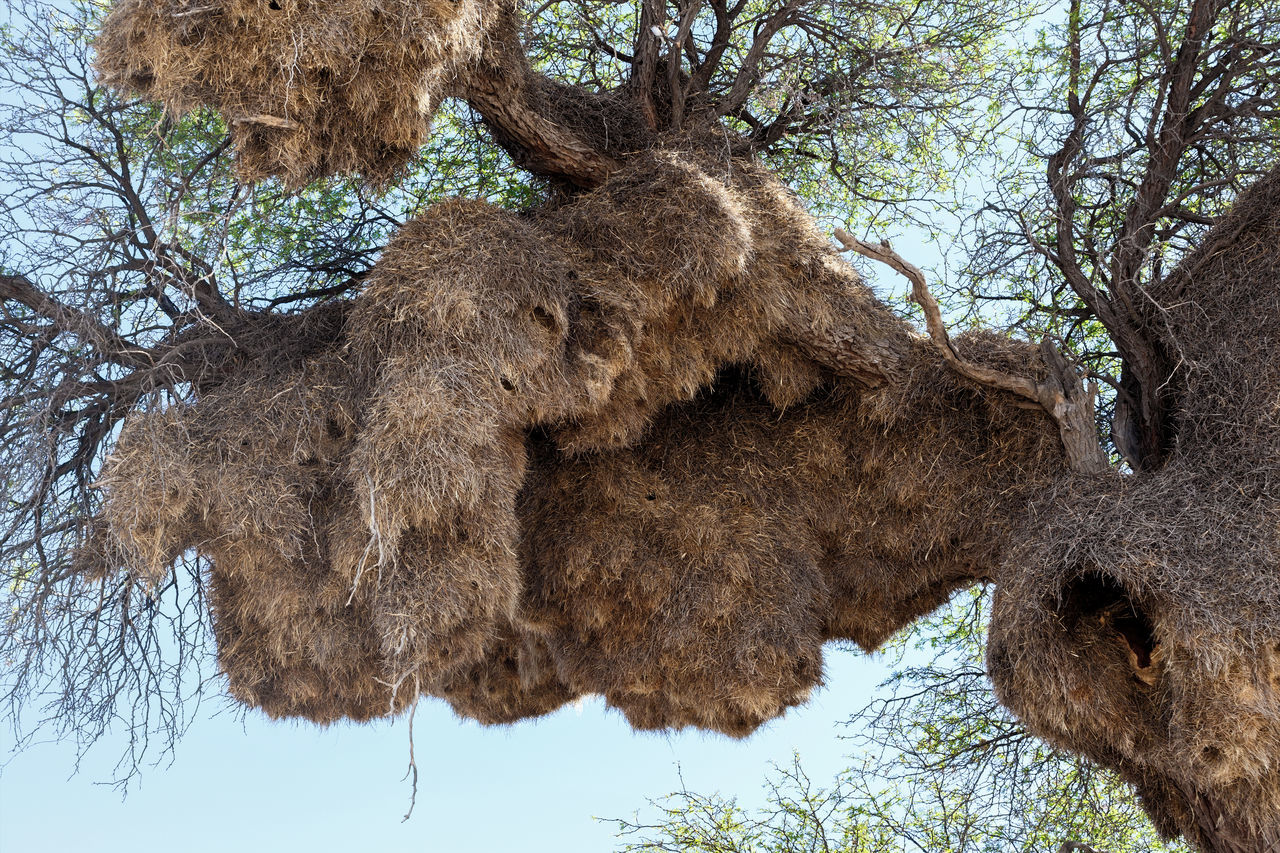 LOW ANGLE VIEW OF HORSE ON TREE