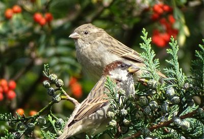 Close-up of bird perching on tree