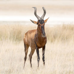 Red hardebeest on landscape