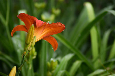 Close-up of orange day lily on plant