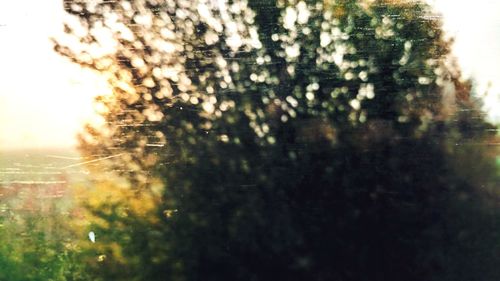 Close-up of tree against blurred background