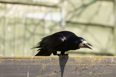 Black bird perching on a railing