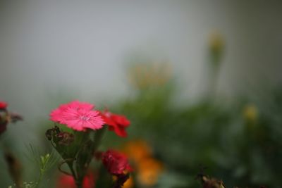 Close-up of pink flowering plants