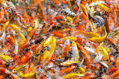 Full frame shot of fish swimming in sea