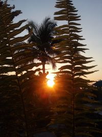Close-up of silhouette palm trees against sky during sunset