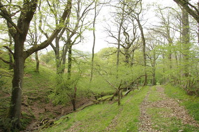 Scenic view of forest