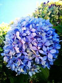 Close-up of blue hydrangea flowers