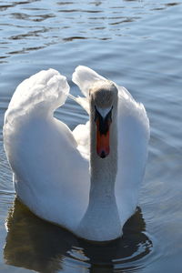 Swan floating on lake