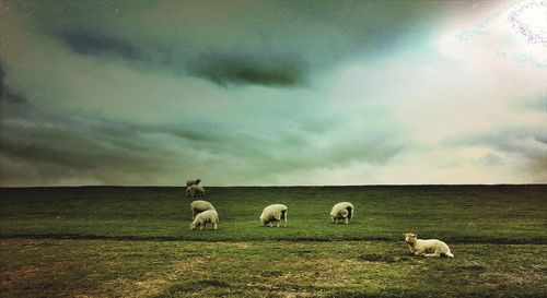 Scenic view of grassy field against cloudy sky