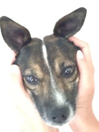 Close-up of dog over white background