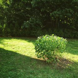 Trees on grassy field