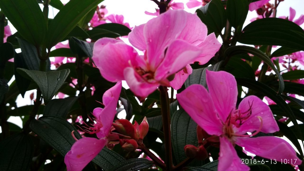 CLOSE-UP OF PINK ROSE FLOWERS