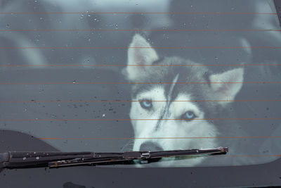 Portrait of dog looking at camera