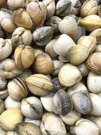 Full frame shot of seashells