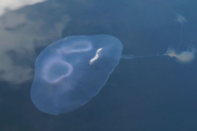 Close-up of jellyfish swimming in water