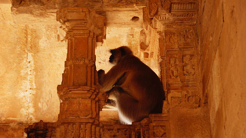 Low angle view of a monkey against wall