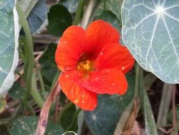 Close-up of red flower