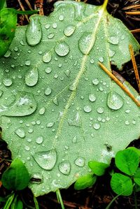 Close-up of raindrops on leaves