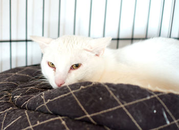 Close-up of cat resting