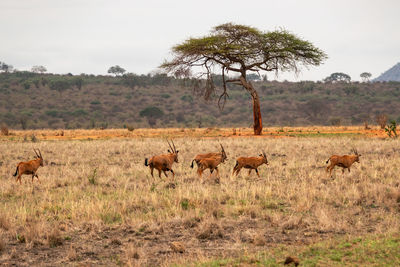 A herd of fringe-eared oryx - oryx callotis in the grasslands of tsavo east national park in kenya