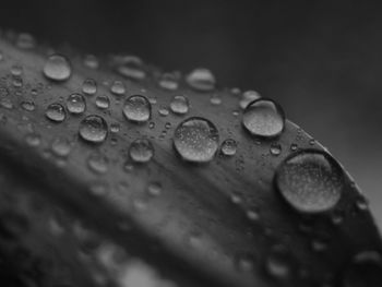 Close-up of raindrops on leaf