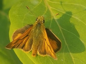 Close-up of butterfly on leaf