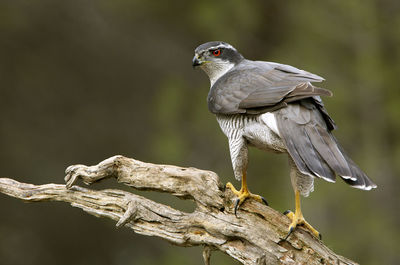 Close-up of bird perching on tree