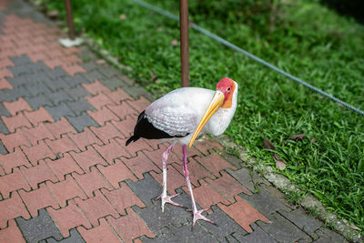High angle view of bird