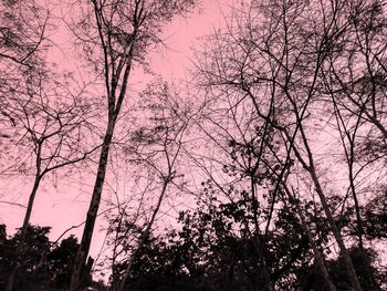 Low angle view of silhouette trees against sky during sunset