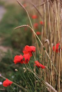 Close-up of red flowering plant on field