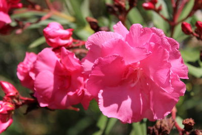 Close-up of pink flowers blooming outdoors